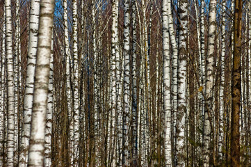 forest background, in the photo a birch forest in spring against a blue sky background