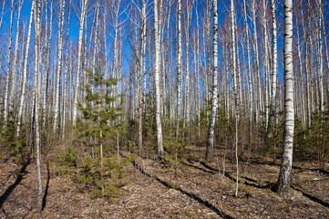 forest landscape, in the photo birch forest in spring against the blue sky