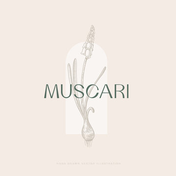 Hand-drawn Muscari flower on a light background. Logo template. Logo design element, vector illustration. Vintage botanical images..