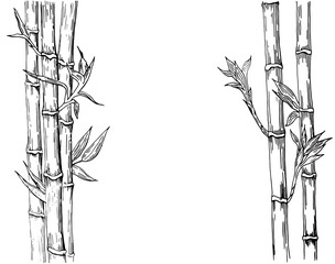 Bamboo: stem and leaves of bamboo. Vector hand drawn linear illustration black on white background.