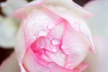 Rose flower macro. Pink rose flower close up. High quality natural background.