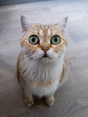 portrait of a frightened ginger cat