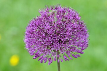 Zierlauch-Allium