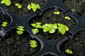 Close-up sprout of basil plants in tray hole to plant the seeds. Home gardening for planting organic vegetable.