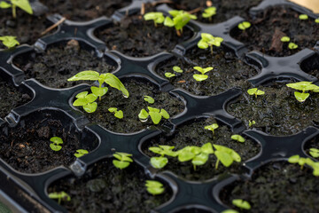 Close-up sprout of basil plants in tray hole to plant the seeds. Home gardening for planting organic vegetable.