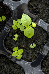 Close-up sprout of basil plants in tray hole to plant the seeds. Home gardening for planting organic vegetable.