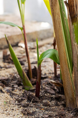 Heliconias sapling glowing in the ground the tropical plants in house garden.