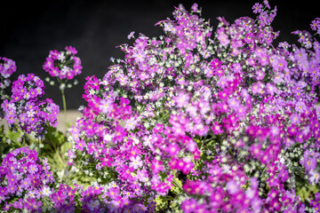 Obraz premium サクラソウの花