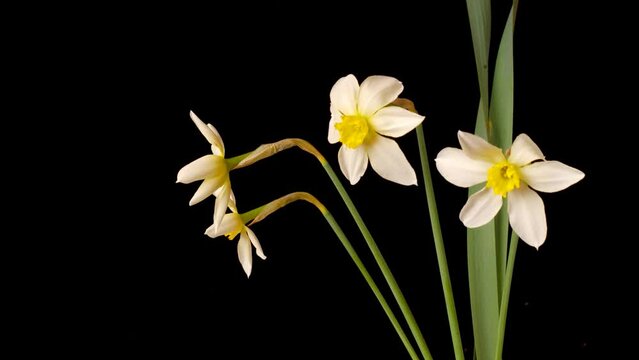 Four narcissus flowers opening in time lapse