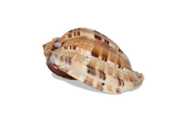 Seashell isolated on white