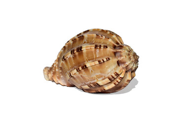 Seashell isolated on white