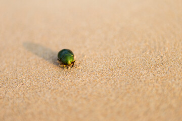 Green beetle on sandy beach, nature background
