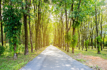 Fototapeta premium Rode through rubber tree plantation with vintage warm light, agriculture in south of Thailand, nature background