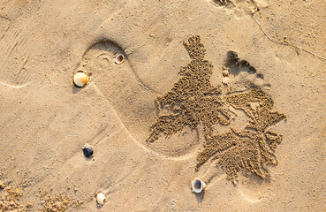Sand bubbler crabs digging hold on the sand, natural artistic background, sand pattern
