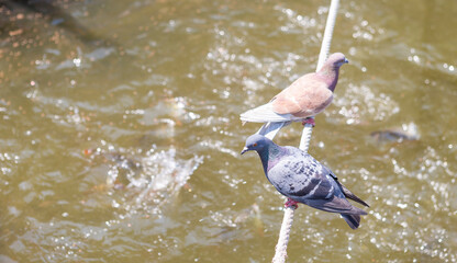 Two Pigeons on the rope with space on blurred river background, nature and animal background, outdoor day light