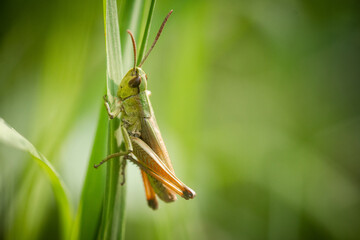 Common green grasshopper (Omocestus viridulus) in the vegetation - obrazy, fototapety, plakaty