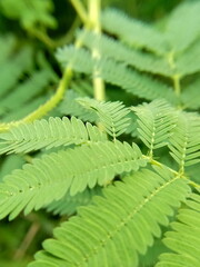 Closeup of Sensitive Giant or Mimosa diplotricha, green background.