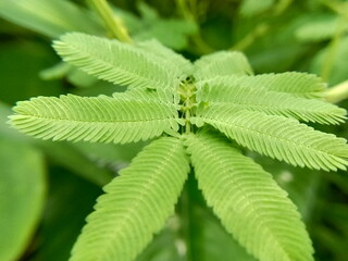 Closeup of Sensitive Giant or Mimosa diplotricha, green background.