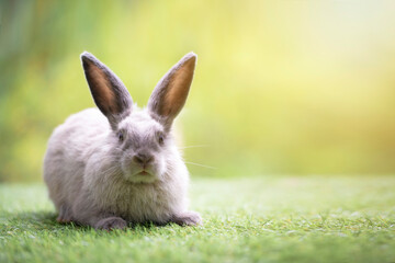 Little rabbit sitting or playing on green grass , Cute rabbit in the meadow on garden nature background during spring