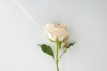 Fototapeta premium single white rose