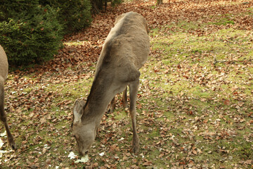 Deers in zoo in autumn sunny day