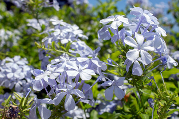 lose-up of white flower (Plumbago auriculata alba, white Cape leadwort).Selective focus. sunny day