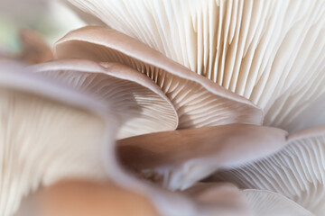 Fototapeta na wymiar Woodland oyster mushrooms growing together - Pleurotus ostreatus