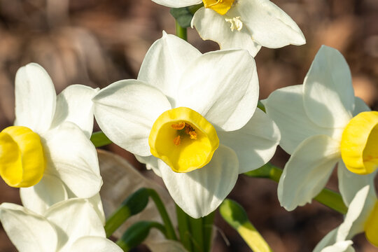 Daffodil 'Avalanche' (narcissus) a spring flowering bulbous plant with a white yellow springtime flower, stock photo image
