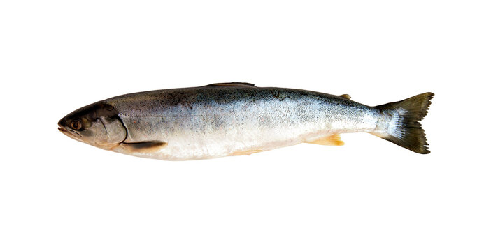Fish of the northern seas Salvelinus alpinus. Healthy food rich in protein and omega-3 fatty acids.