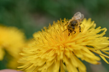 Up close, dandelion flower with a bee taking pollen and nectar.