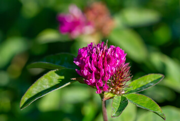 Field of purple clovers.
