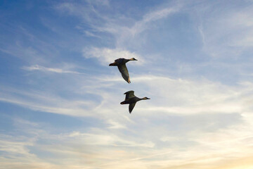 夕陽を浴びながら羽ばたく野生のカモの群れ