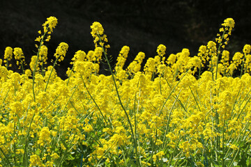 明るい日差しの中、鮮やかに満開の菜の花の群生