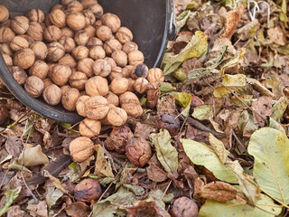 Many walnuts are partially dumped from the bucket on the ground. Harvesting nuts.