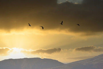 夕陽を浴びながら羽ばたく野生のカモの群れ