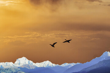 夕陽を浴びながら羽ばたく野生のカモの群れ