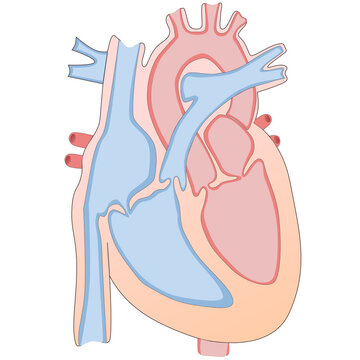 Diagram of human heart for biology education vector