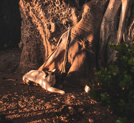 cat at sunset in the city