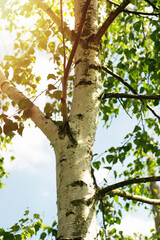 Young birch trees with black and white birch bark in spring against a blue spring sky.