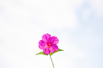 flower on a blue background