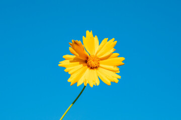 yellow flower on blue background