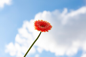 red daisy against blue sky