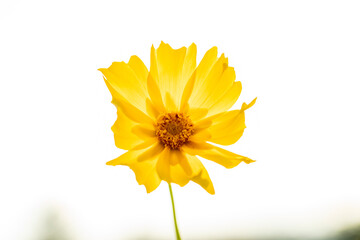 yellow flower isolated on white