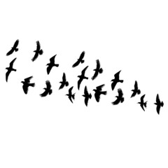 Obraz na płótnie Canvas flying flock of birds silhouette, isolated on white background vector