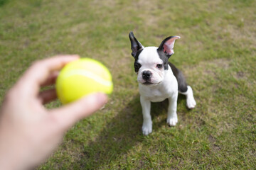 Boston Terrier puppy sitting on the grass looking at a tennis ball being held out to her.