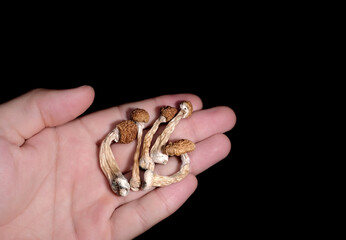 Psilocybin mushrooms in man's hand isolated on black background. Psychedelic magic trip. Dried edible mushrooms Golden Teacher. Medical usage. Microdosing concept.