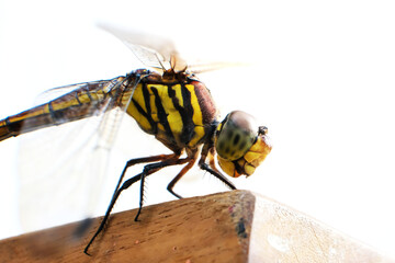Closeup of striped dragonfly perched on wood with sunlight	