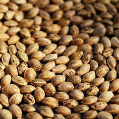 Hamp seeds macro. Cannabis harvest