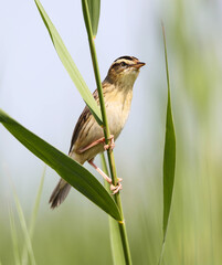 Aquatic warbler is one of the rarest passerine birds in Europe