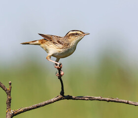 Aquatic warbler is one of the rarest passerine birds in Europe